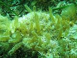 Asperococcus bullosus2
